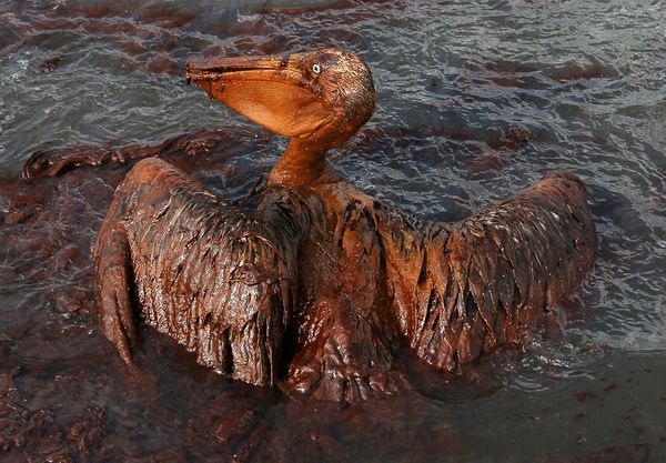 gulf-oil-spill-killing-wildlife-brown-pelican-wings_21352_600x450