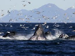 humpbacks adventure tours
